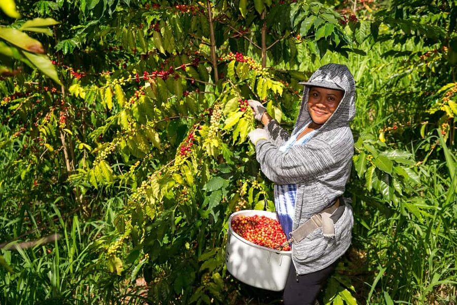 Hawaii: Hala Tree Coffee Farm Tour and Tasting - Key Points to Know Before You Go