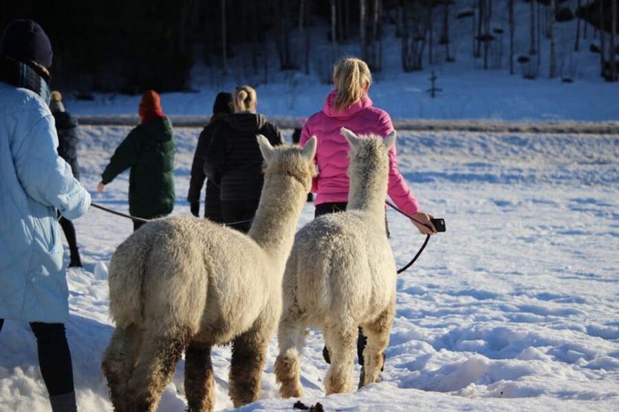 Helsinki: Alpaca Farm Tour with Guided Walk (private) - Quick Hits: What Makes This Alpaca Tour Worth It