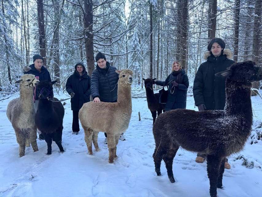 Helsinki: Alpaca Farm Tour with Guided Walk (private) - Alpaca Farm Tour Basics: Timing, Pace, and Who It Fits
