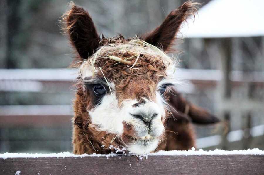 Helsinki: Alpaca Farm Tour with Guided Walk (private) - Your Guided Walk Through the Forest with One Alpaca per Guest