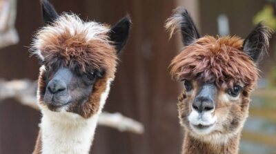 Helsinki: Alpaca Farm Tour with Guided Walk (private) - Getting to the Farm from Helsinki: How the Day Starts