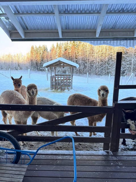 Helsinki: Alpaca Farm Tour with Guided Walk (private) - Rules That Keep the Experience Safe and Smooth