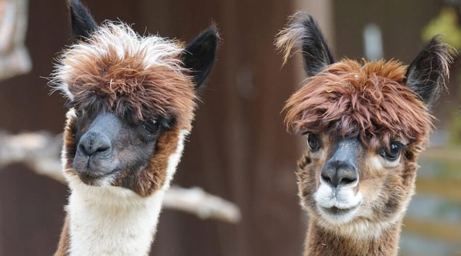 Helsinki: Alpaca Farm Tour with Guided Walk (private) - Getting to the Farm from Helsinki: How the Day Starts