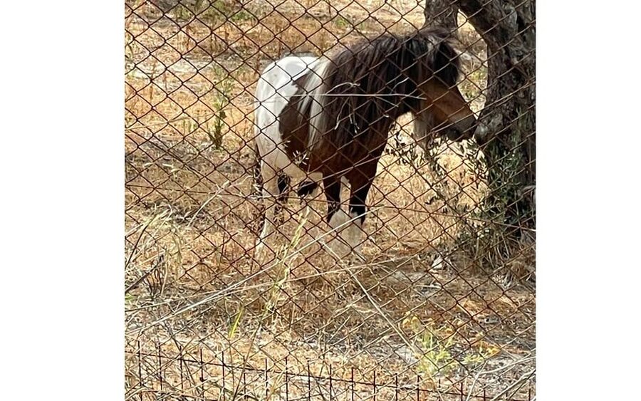Heraklion :Olive & Dragon Farm Tour & Cretan Farmers Brunch - Practical Details You’ll Actually Use