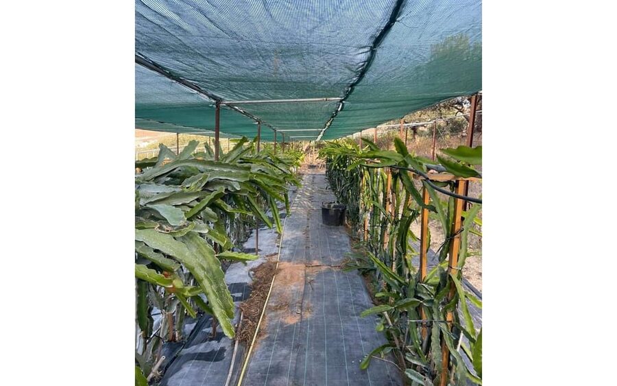 Heraklion :Olive & Dragon Farm Tour & Cretan Farmers Brunch - A Farmers Brunch Served Under Olive Trees