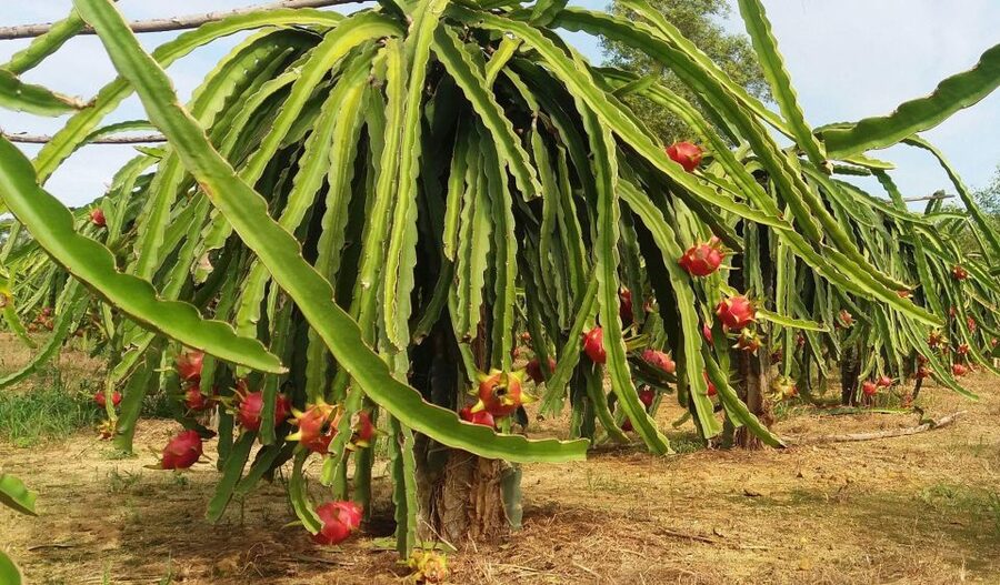 Ho Coc Beach, Nature Reserve & Dragon Fruit Farm Day Tour - Key things worth your attention