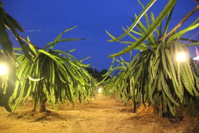 Ho Coc Beach, Nature Reserve & Dragon Fruit Farm Day Tour - On the way to Xuyên Mộc: the green corridor with pepper farms and villages