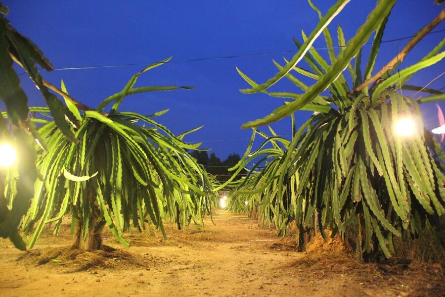 Ho Coc Beach, Nature Reserve & Dragon Fruit Farm Day Tour - On the way to Xuyên Mộc: the green corridor with pepper farms and villages