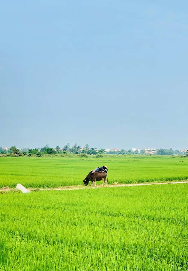 Hoi An: Countryside Bicycle Tour with Farm, Basket Boat Ride - Buffalo time: fun, but also why it matters here