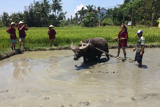 Hoi An Rice Farm Tour and Buffalo Riding with Local Home Meal - The countryside in layers: nipa palms, rice, and water farms
