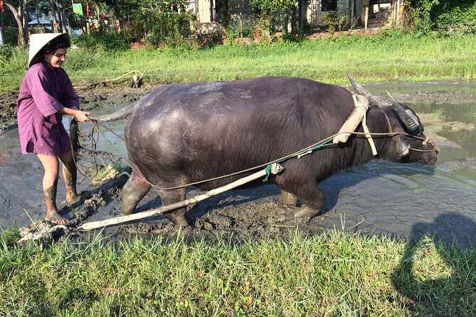 Hoi An Rice Farm Tour and Buffalo Riding with Local Home Meal - Price and value at about $60 for 5 hours