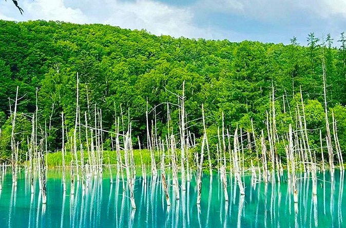 Hokkaido Farm Tomita Shikisai Hill Waterfall& Blue Pond Day Tour - The bus day experience: smooth ride, guide energy, and language checks