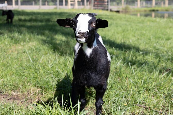 Humberstone Ranch Visit with Mini Domestic Animals - Goat Cuddles with Valentine and Clementine the Mini Fainting Twins