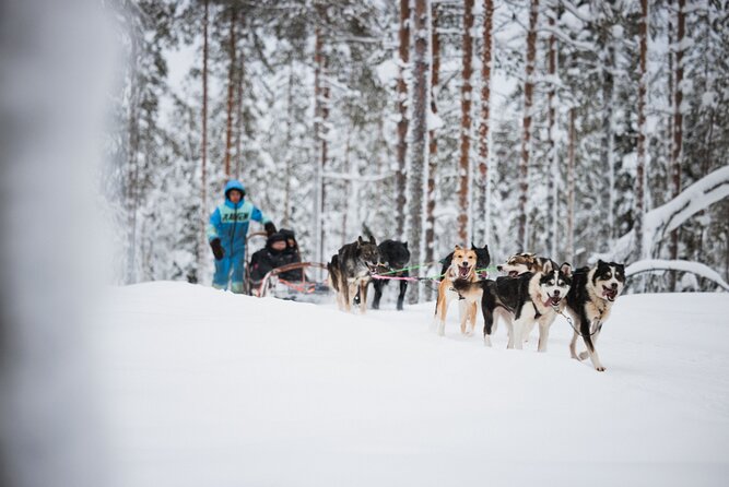 Husky and Reindeer Experience - Husky Dog Farm: Meet Puppies, Then Take the Short Sled Ride