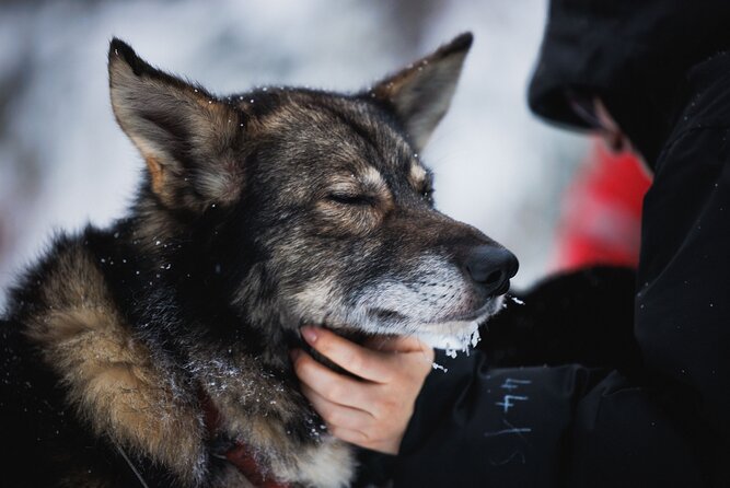 Husky and Reindeer Experience - Santa Claus Village Free Time: How to Get What You Want Out of It