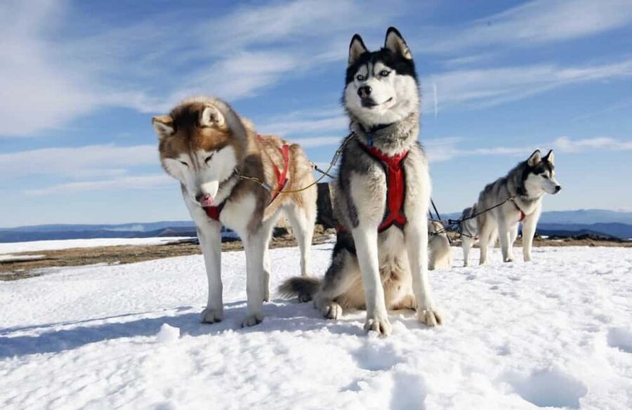 Husky Soul Journey: From Farm Life to Sledding Adventure - Key things to know before you go