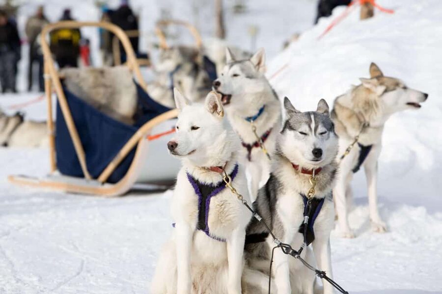 Husky Soul Journey: From Farm Life to Sledding Adventure - Entering the Husky Farm: What the Tour Really Feels Like