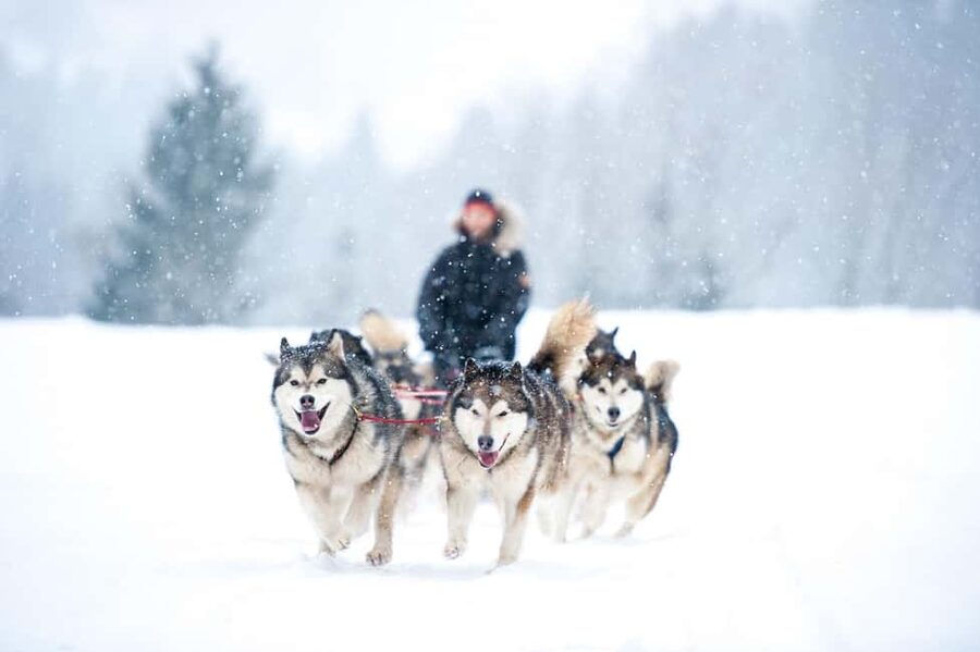 Husky Soul Journey: From Farm Life to Sledding Adventure - Husky Introductions and Farm Life: Names, Roles, and Training Basics