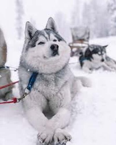 Husky Soul Journey: From Farm Life to Sledding Adventure - Hotel Pickup and Timing: The Part You Should Plan For