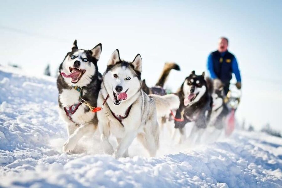 Husky Soul Journey: From Farm Life to Sledding Adventure - Who This Tour Suits Best (and Who Should Skip It)