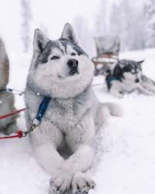 Husky Soul Journey: From Farm Life to Sledding Adventure - Hotel Pickup and Timing: The Part You Should Plan For