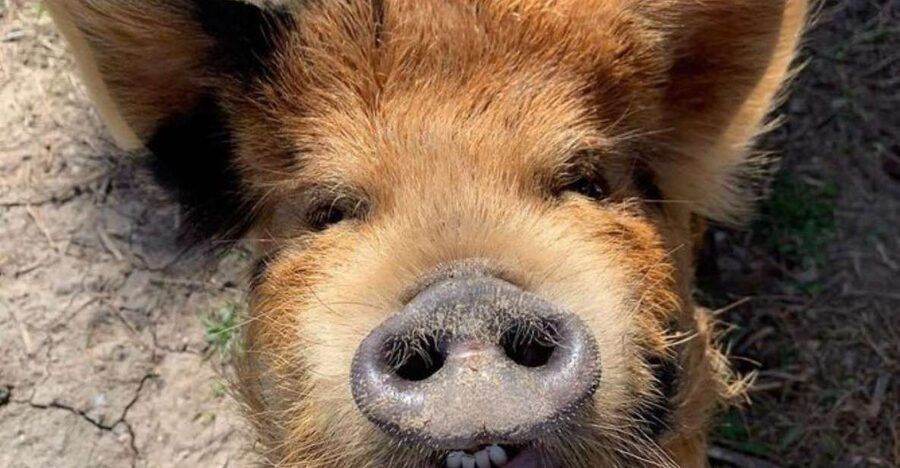 Hutto Texas: Kune kune Pig Farm Visit - Key things to know before you go
