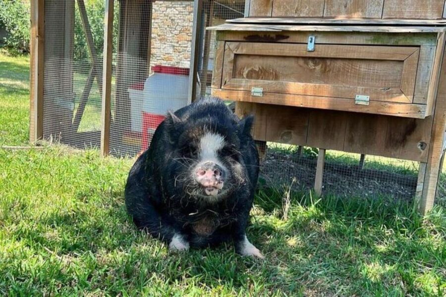 Hutto Texas: Kune kune Pig Farm Visit - Kunekune Pigs in Hutto: Why This Farm Tour Feels Different