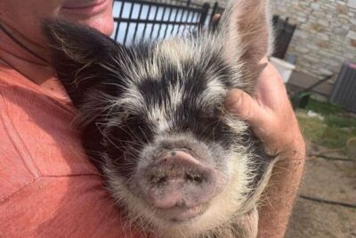 Hutto Texas: Kune kune Pig Farm Visit - Best Place Farms and the 45-Minute Flow: Stop by Stop
