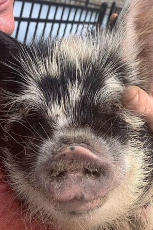 Hutto Texas: Kune kune Pig Farm Visit - Kunekune Traits and Breed History: What You’ll Learn While You’re There