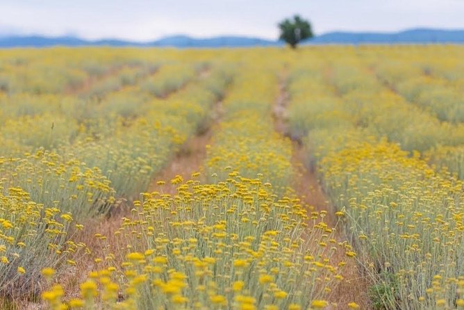 Immortelle farm island Krk - Immortelle on Krk: why this short farm tour feels worth it