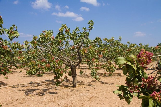 Insightful Pistachio Orchard and Factory Tour - Key things to love about this pistachio orchard experience