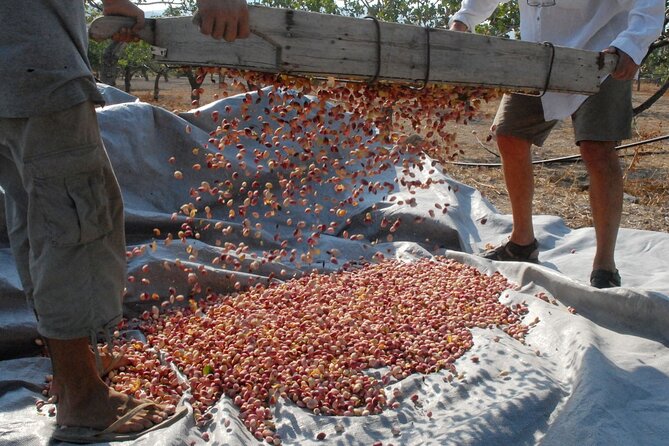 Insightful Pistachio Orchard and Factory Tour - Aegina’s pistachio nuts: why this island matters