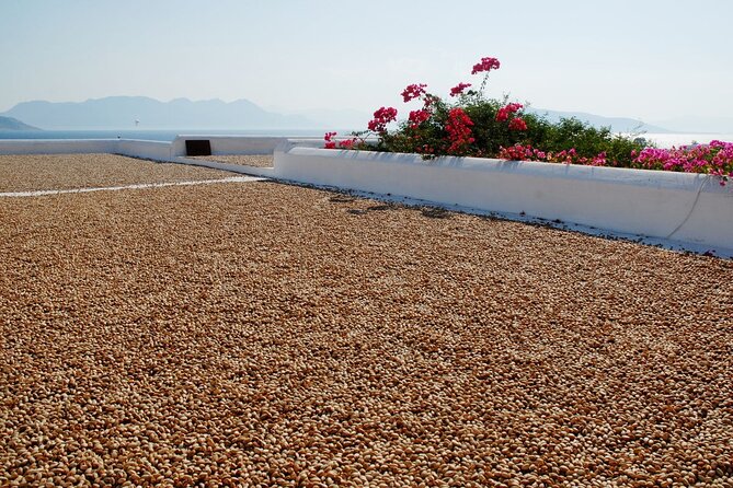 Insightful Pistachio Orchard and Factory Tour - Meeting the orchard: learning the trees’ origins on Aegina