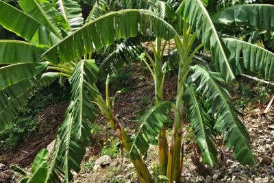 Island Eco Farm Tour with Local Treats and Sapphire Beach Time - Estate Road Farm Stop: The Agriculture Part That Feels Real