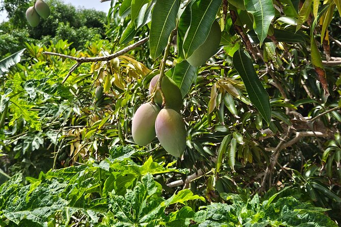 Island Eco Farm Tour with Local Treats and Sapphire Beach Time - Observation Deck Views Toward Great Bay and St John