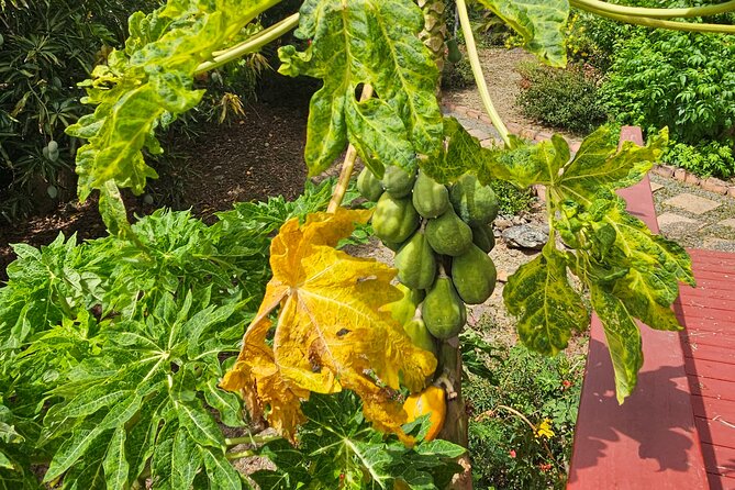 Island Eco Farm Tour with Local Treats and Sapphire Beach Time - Local Delicacies and Drinks: A Real Reason to Book the Tour