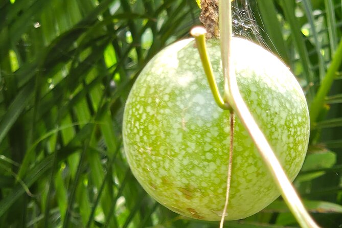Island Eco Farm Tour with Local Treats and Sapphire Beach Time - Group Size, Timing, and Comfort: What to Expect Day-of