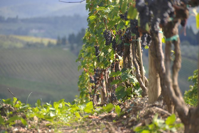 It's Wine Time! 2 wineries & farm-to-table lunch—max 8 pp - Getting Around: Round-Trip Transport, No Hotel Pickup