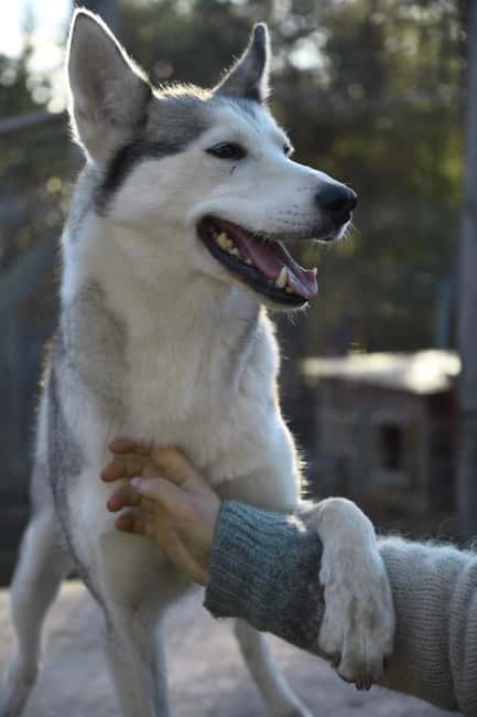 IVALO: Experience Farm Visit | small group - Husky Time and Sheep Cuddles (With Realistic Expectations)