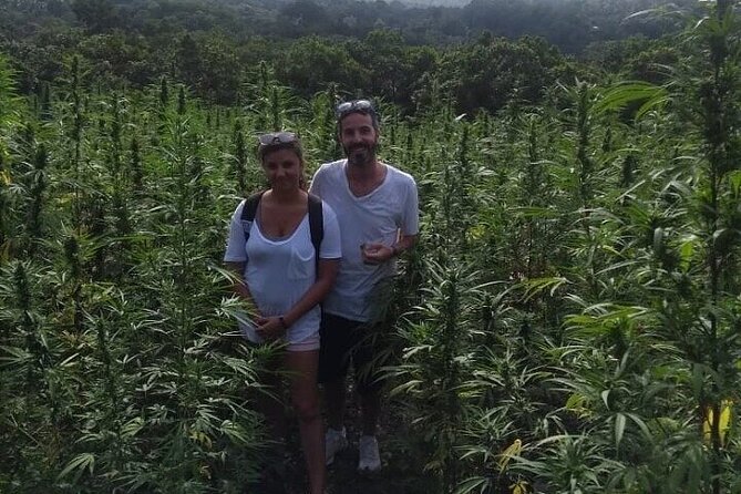 Jamaica Farm Private Dispensary Tour Montego Bay - Getting Started: Hip Strip and Sam Sharpe Square Stops