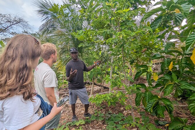 Jamaican Roots Tropical Farm Tour - Taste & Explore (Negril) 2hr - Entering Jamaican Roots: A Hilltop Fruit Tour That Feels Like a Visit