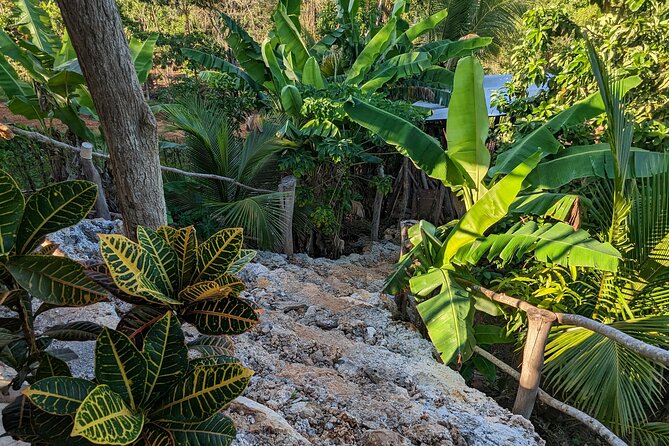 Jamaican Roots Tropical Farm Tour - Taste & Explore (Negril) 2hr - The Guided Loop: Why This Walk Works for Lots of Visitors