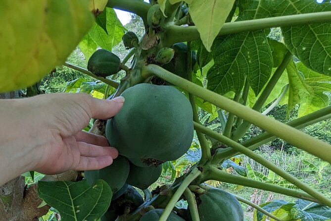 Jamaican Roots Tropical Farm Tour - Taste & Explore (Negril) 2hr - What’s Included: Juice Smoothie and a Jamaica Fruit Plate