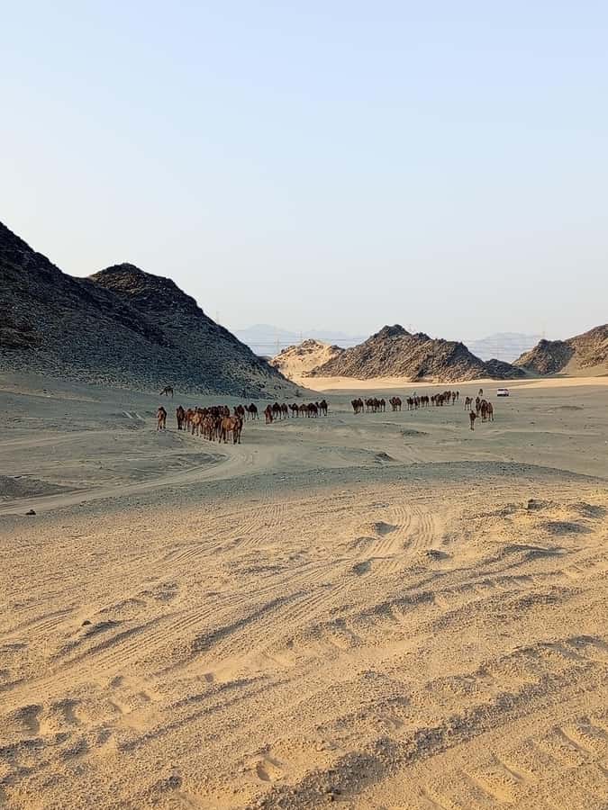 Jeddah Desert Safari: Quad Biking, Camel Farm & Sunset Views - Camel Farm Visit: A Quick Cultural Pause (That People Actually Enjoy)