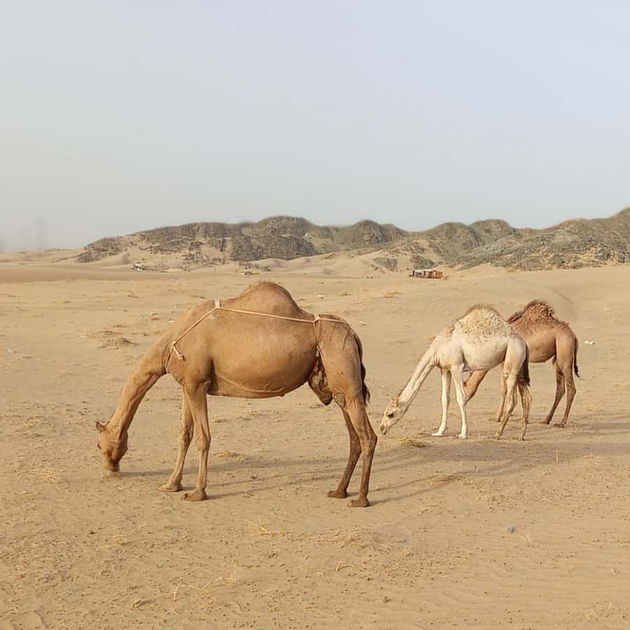 Jeddah Desert Safari: Quad Biking, Camel Farm & Sunset Views - Sunset or Sunrise Photo Time on Golden Sands