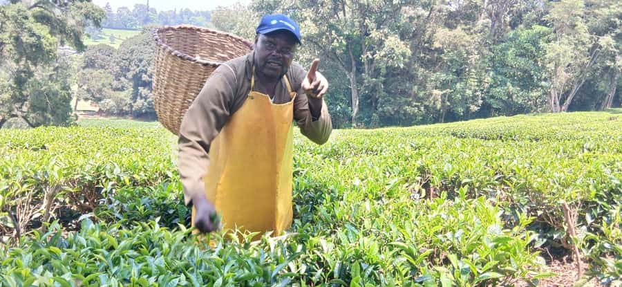 Kaimbethu tea farm tour and lunch package - The Ngong Hills Viewline: Timing Your Eyes for Kilimanjaro on Clear Days