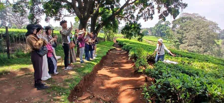 Kaimbethu tea farm tour and lunch package - Price and Logistics: What You’re Paying for, and What Costs Extra
