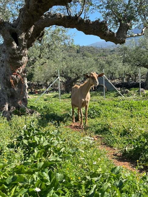 Kalamata: Farm-to-Table Experience with Cooking - Why MamaGaia’s farm-to-table day feels so real