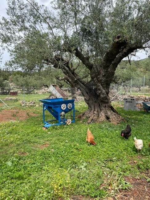 Kalamata: Farm-to-Table Experience with Cooking - Cooking the meal: Kagianas, grilled patties, tzatziki, and salad