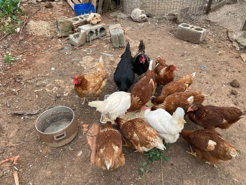 Kalamata: Farm-to-Table Experience with Cooking - What $141 gets you (and where the value really comes from)